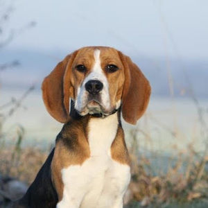 Meet your Posher, Ranie